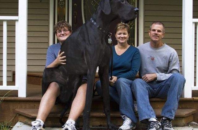 A murit cel mai inalt caine din lume