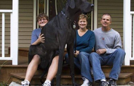 A murit cel mai inalt caine din lume