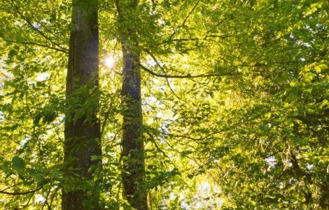 Prognoza meteo: Vremea la inceputul saptamanii