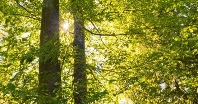 Prognoza meteo: Vremea la inceputul saptamanii