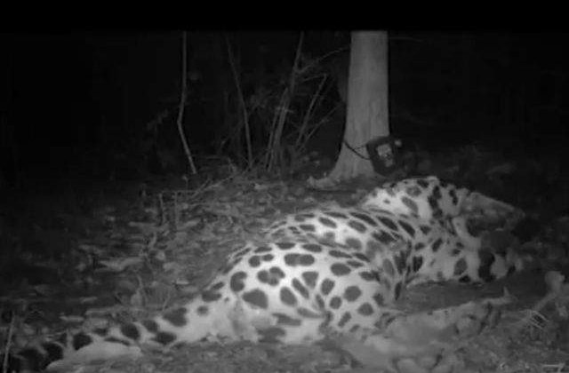 [VIDEO] STUDIU: Cat de periculos este de fapt MARELE jaguar?