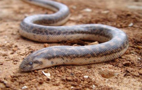 O specie de sarpe crezuta disparuta, gasita in Lunca Dunarii