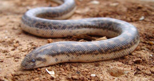 O specie de sarpe crezuta disparuta, gasita in Lunca Dunarii