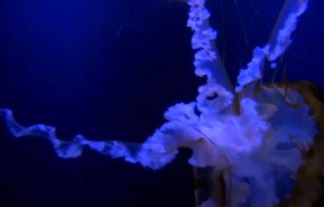  Video  Imagini EXTRAORDINARE cu un roi de meduze