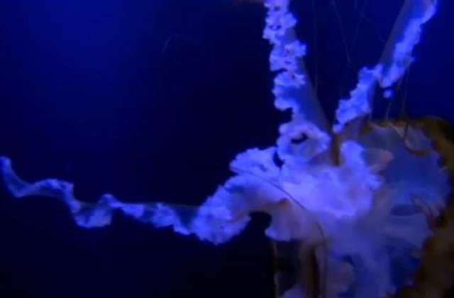 [VIDEO] Imagini EXTRAORDINARE cu un roi de meduze