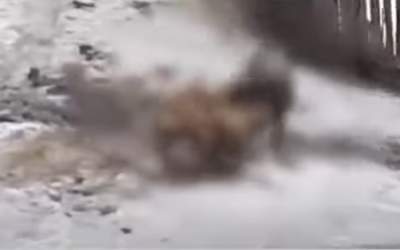 Câini puși să lupte până la...