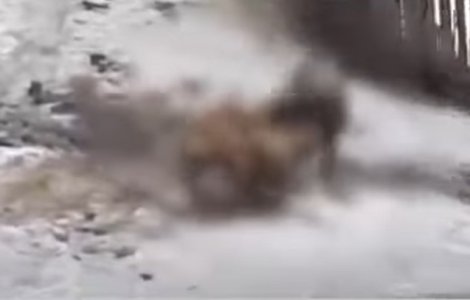 Câini puși să lupte până la moarte în competiții ilegale, la Cluj. Corpurile acestora, congelate, apoi înapoiate stăpânilor