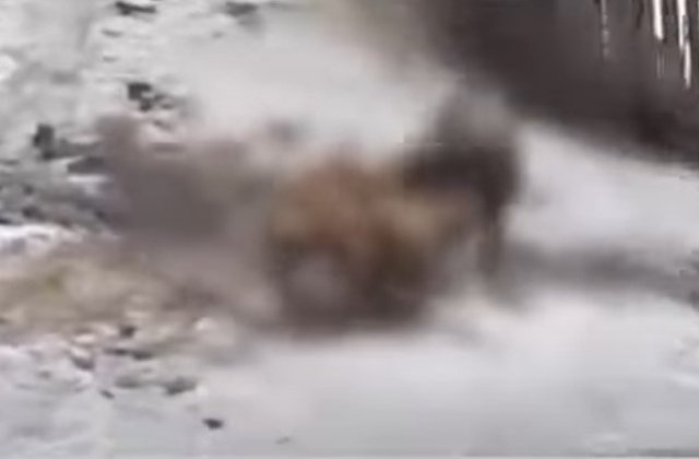 C&acirc;ini puși să lupte p&acirc;nă la moarte &icirc;n competiții ilegale, la Cluj. Corpurile acestora, congelate, apoi &icirc;napoiate stăp&acirc;nilor