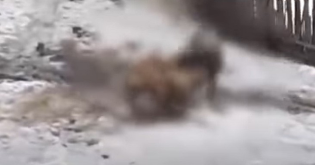 Câini puși să lupte până la moarte în competiții ilegale, la Cluj. Corpurile acestora, congelate, apoi înapoiate stăpânilor