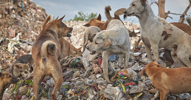 Femeie din București găsită moartă, mușcată de câini, lângă Lacul Morii