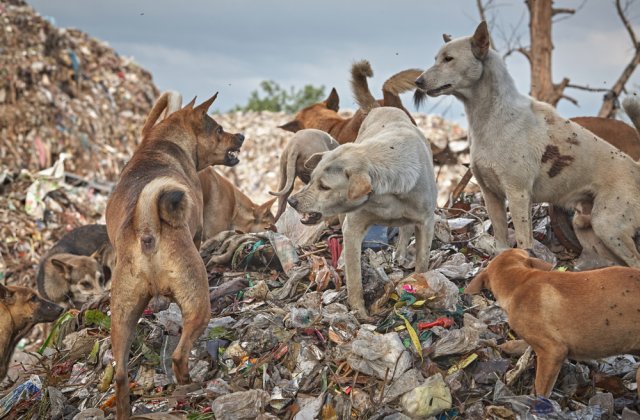 Femeie din București găsită moartă, mușcată de c&acirc;ini, l&acirc;ngă Lacul Morii