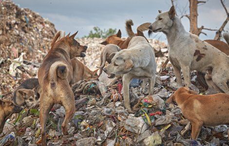 Femeie din București găsită moartă, mușcată de câini, lângă Lacul Morii
