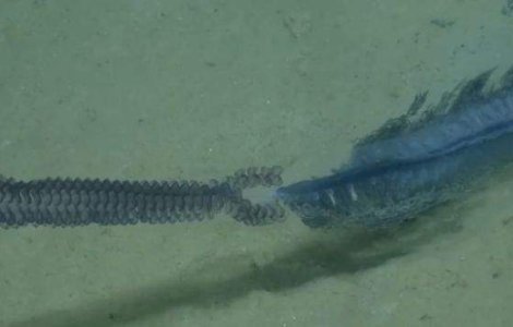  Video  Creatura extrem de CIUDATA, descoperita in ocean