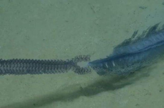 [VIDEO] Creatura extrem de CIUDATA, descoperita in ocean