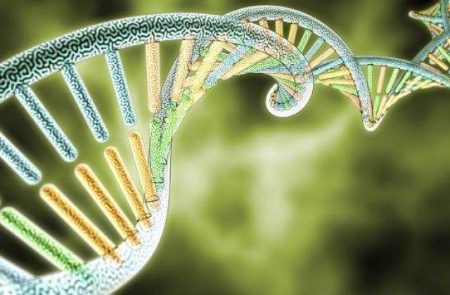 Europenii moderni au o structura genetica complexa