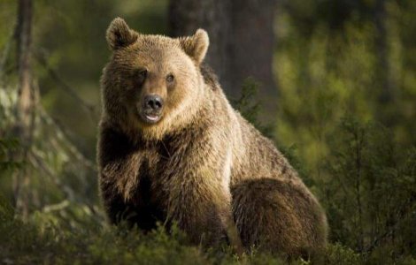 Proiectul "Arca lui Noe" este acum si online