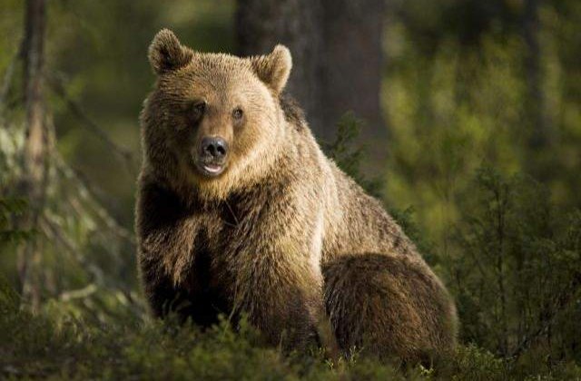 "Arca lui Noe", proiectul care vrea sa salveze animalele din Romania, acum si online