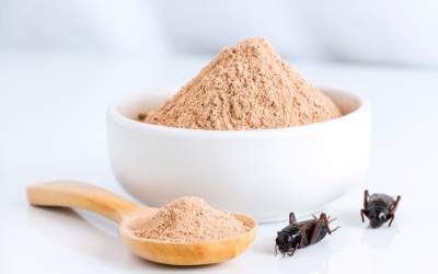 Făina de greiere, în...