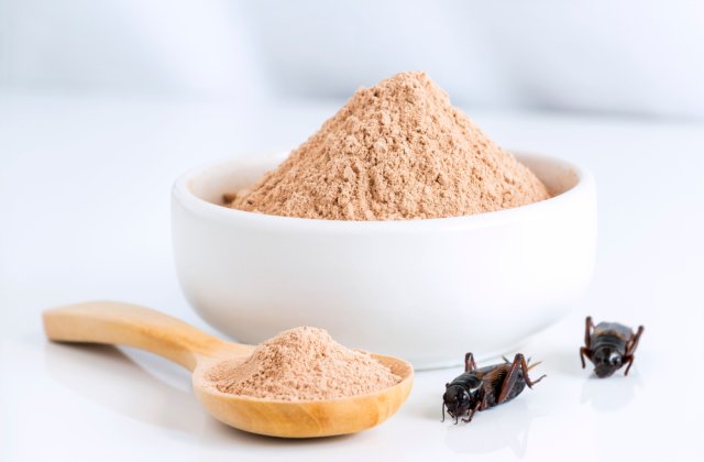 Făina de greiere, &icirc;n magazinele din Rom&acirc;nia. C&acirc;t costă un kilogram