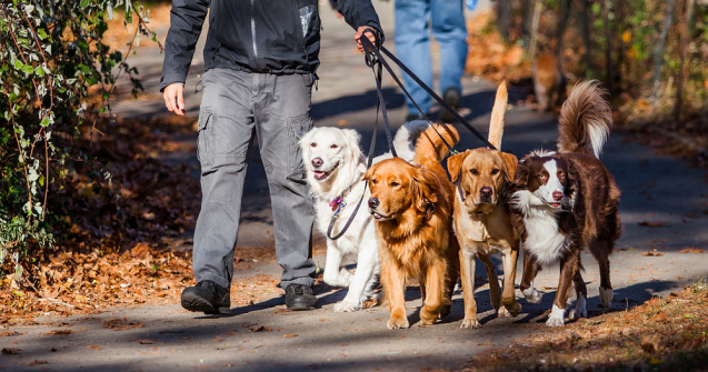 Persoanele care plimbă câinii sunt foarte întrebați. Cât costă serviciile lor