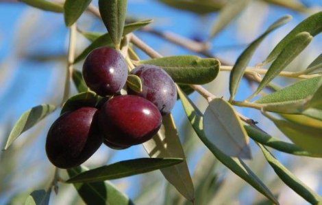 Un oras din Maroc a decis interzicerea maslinilor!