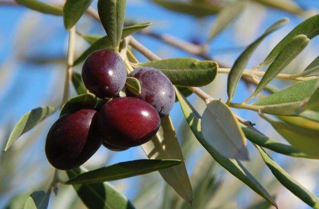 Un oras din Maroc a decis interzicerea maslinilor!