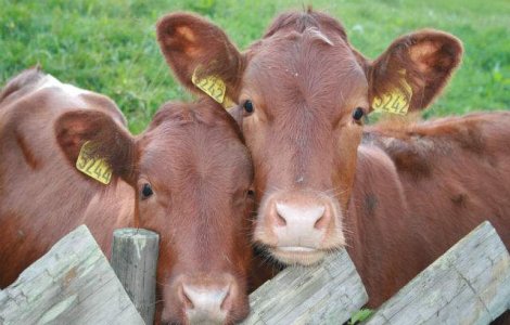 ANSVSA: Peste 750 de animale, afectate de boala limbii albastre