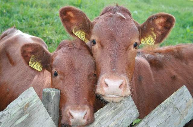 ANSVSA: Peste 750 de animale, afectate de boala limbii albastre