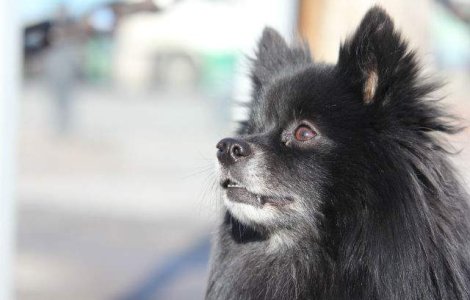 Studiu: Cainii pot fi pesimisti