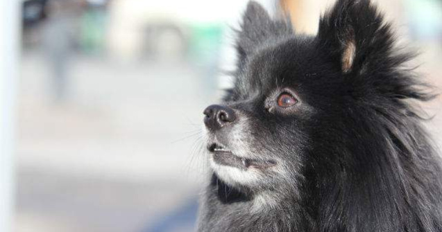 Studiu: Cainii pot fi pesimisti