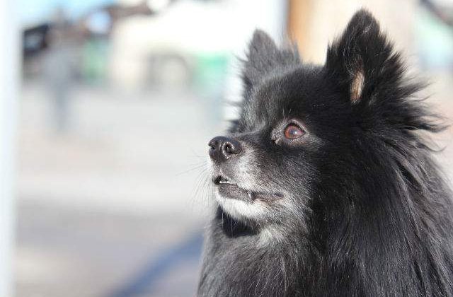 Studiu: Cainii pot fi pesimisti