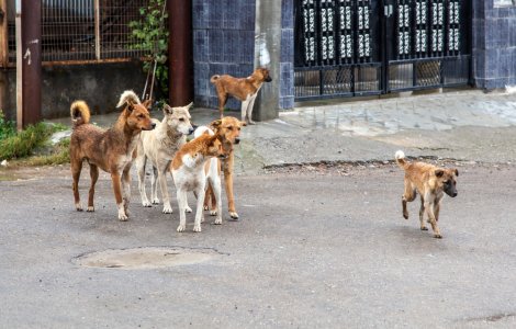 Nicuşor Dan: „Dacă un bucureştean din 1.000 ar adopta un câine, am goli adăposturile”