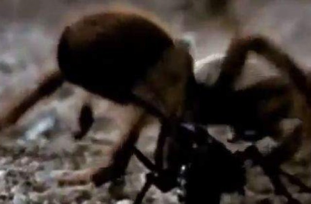 [VIDEO] O viespe se lupta cu o tarantula! Cine credeti ca va castiga?