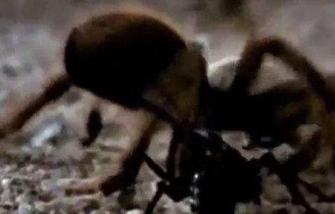  Video  O viespe se lupta cu o tarantula! Cine credeti ca va castiga?