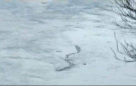  Video  Monstru acvatic, filmat de un amator in Islanda