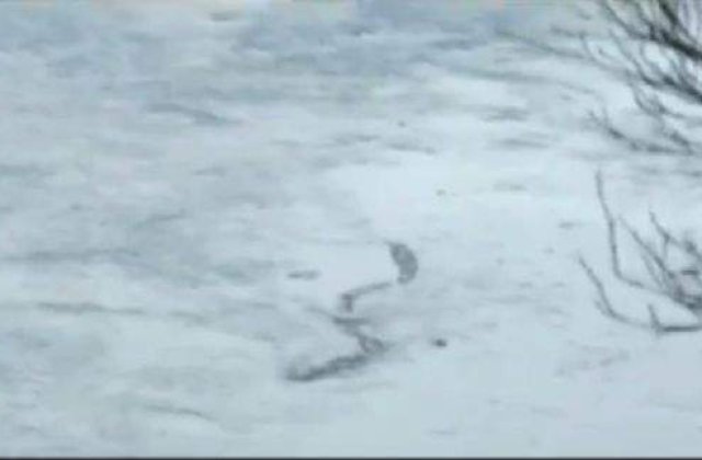[VIDEO] Monstru acvatic, filmat de un amator in Islanda