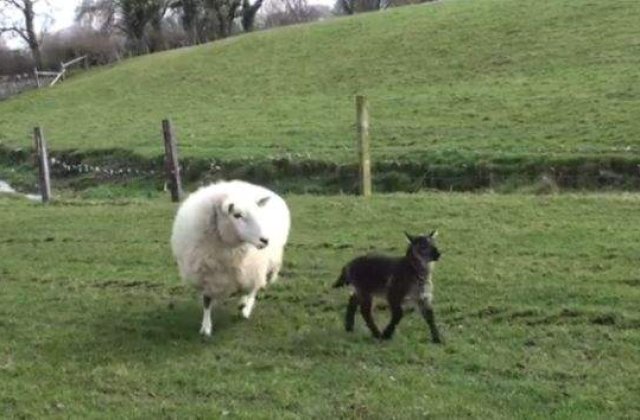 [VIDEO] Cum arata un hibrid dintre oaie si capra!