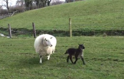  Video  Cum arata un hibrid dintre oaie si capra!