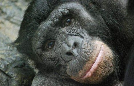  Video  Cimpanzeii bonobo, cele mai destepte maimute de pe Terra