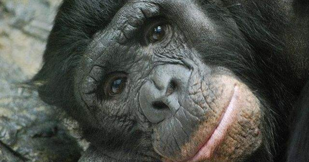  Video  Cimpanzeii bonobo, cele mai destepte maimute de pe Terra