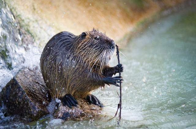 Primarul din New York este acuzat de moartea unei marmote