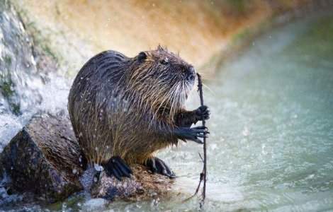 Primarul din New York este acuzat de moartea unei marmote