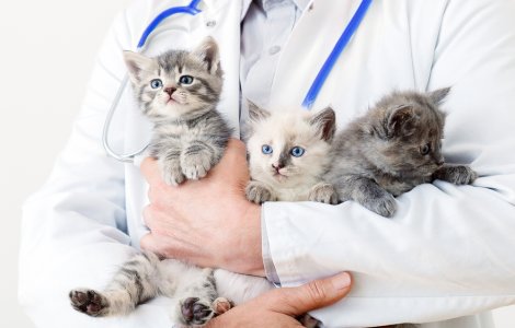 A fost deschis cel mai mare spital veterinar din România. Cât costă serviciile unității medicale