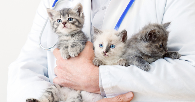 A fost deschis cel mai mare spital veterinar din România