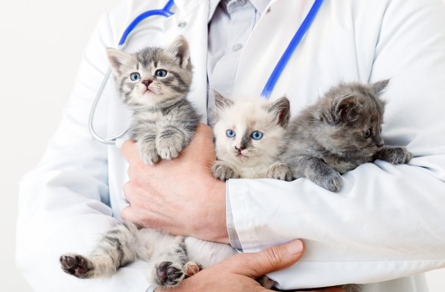 A fost deschis cel mai mare spital veterinar din Rom&acirc;nia. C&acirc;t costă serviciile unității medicale