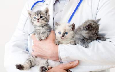 A fost deschis cel mai mare...