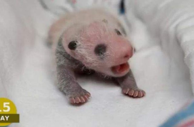 [VIDEO] Evolutia spectaculoasa a unui urs panda in 100 de zile!