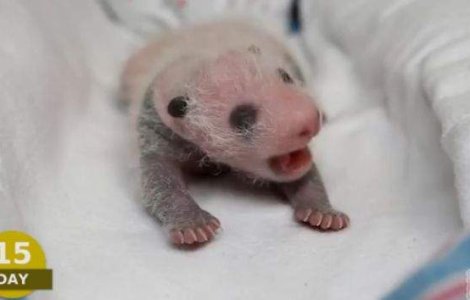  Video  Evolutia spectaculoasa a unui urs panda in 100 de zile!