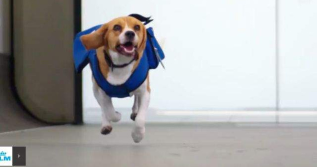  Video  Sherlok, cainele vedeta al aeroportului din Amsterdam