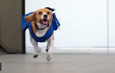  Video  Sherlok, cainele vedeta al aeroportului din Amsterdam